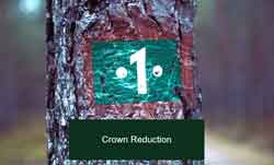 crown reduction
