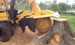 Stump Grinding