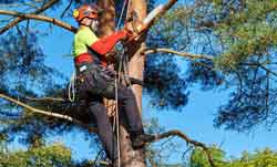 Tree Trimming